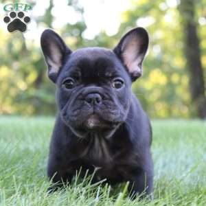 Briar, French Bulldog Puppy